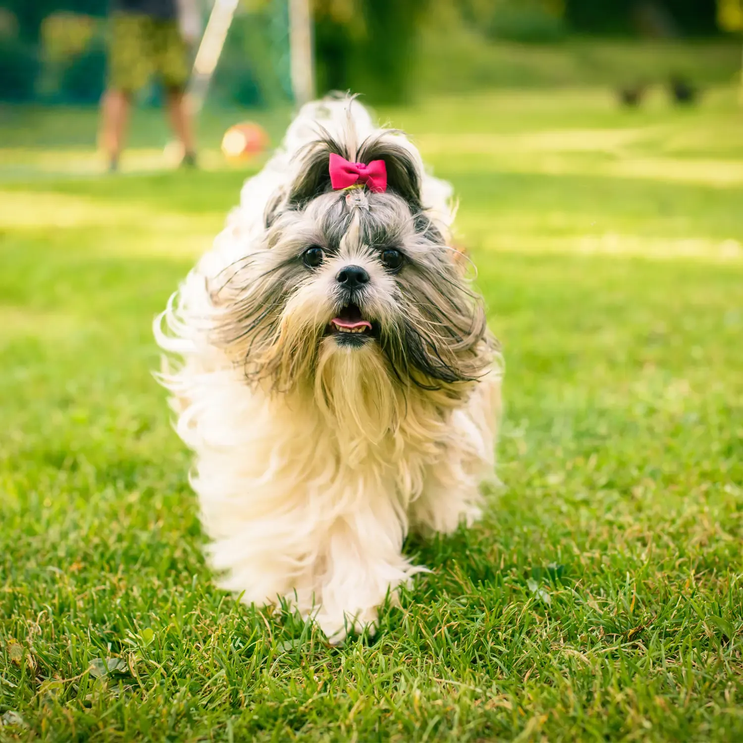 Shih Tzu grama.webp